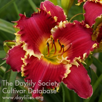 Daylily Hooked on You
